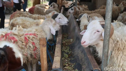 Kontak Qurban Cilegon