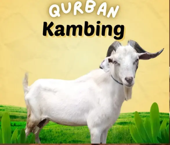 Kurban - Qurban Kambing  cilegon