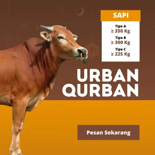 Kurban - Qurban Sapi  cilegon